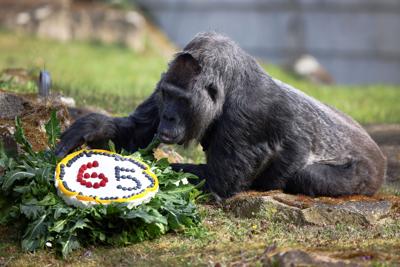 The oldest known gorilla in the world just turned 65