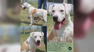 Local Animal Shelters Facing An Overcrowd Of Animals