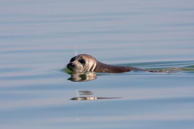 Thousands of dead seals wash up on Russia's Caspian shore