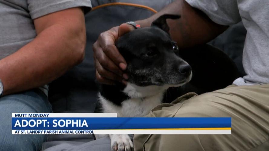 Adopt Sophia.jpg